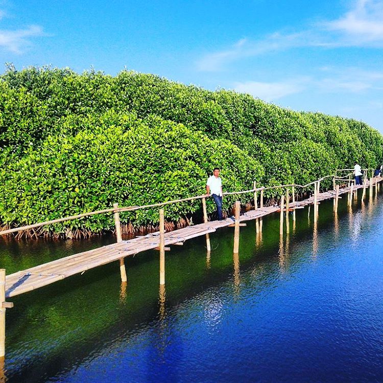 hutan mangrove pantai congot by wiwid_ototrend