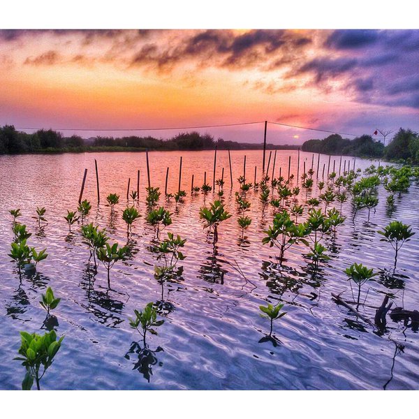 hutan mangrove pantai congot